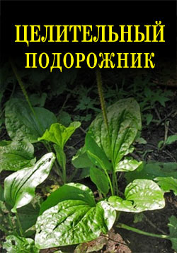 обложка книги Целительный подорожник автора Иван Дубровин