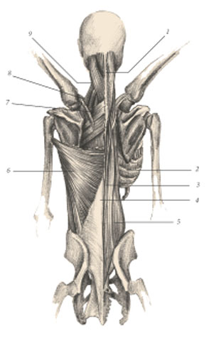 Iliocostalis longissimus