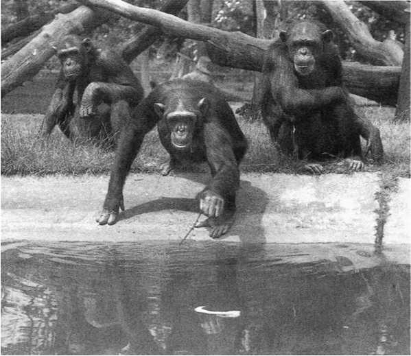 У шимпанзе в соматических клетках 48