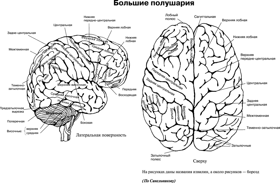 Головной мозг вид сбоку борозды. Строение головного мозга доли коры. Большие полушария головного мозга вид сбоку. Головной мозг анатомия схема.
