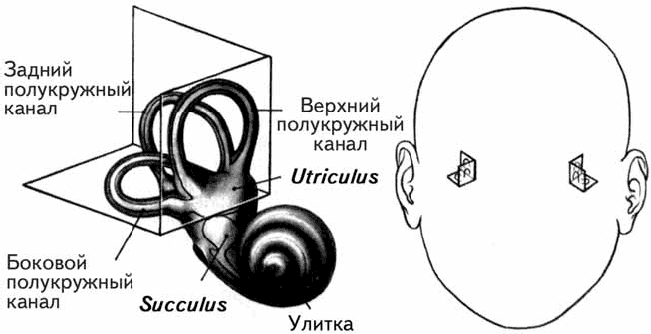 Три полукружных канала в ухе. Полукружные каналы внутреннего уха. Костные полукружные каналы строение. Внутреннее ухо полукружные каналы. Полукружные каналы передний задний латеральный.