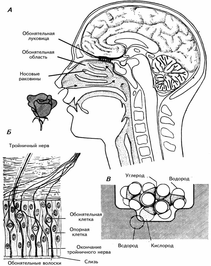 Обонятельный анализатор строение схема