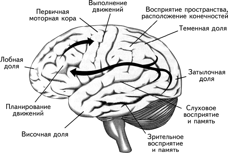 Зоны восприятия мозга