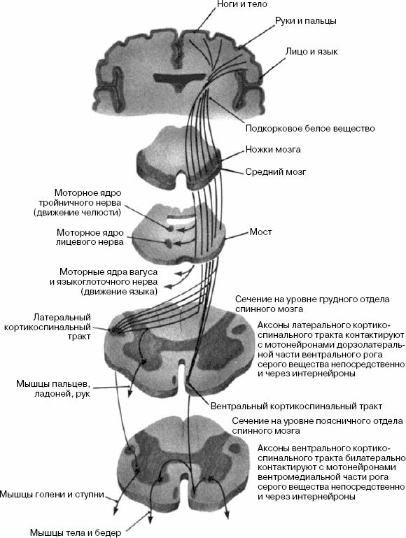 Латеральный корково спинномозговой