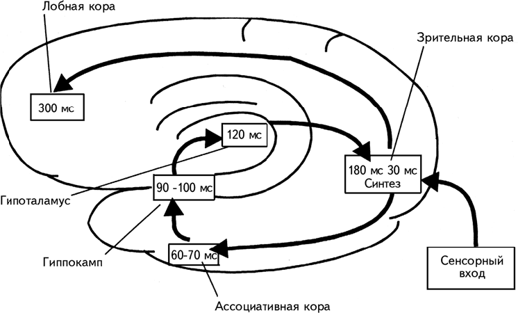 Нейрофизиологические механизмы речи схема