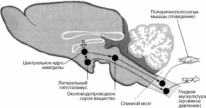 Центр поведение. Околоводопроводное серое вещество. Околоводопроводное серое вещество среднего мозга. Центральное серое околоводопроводное вещество. Задний мозг серое околоводопроводное вещество.