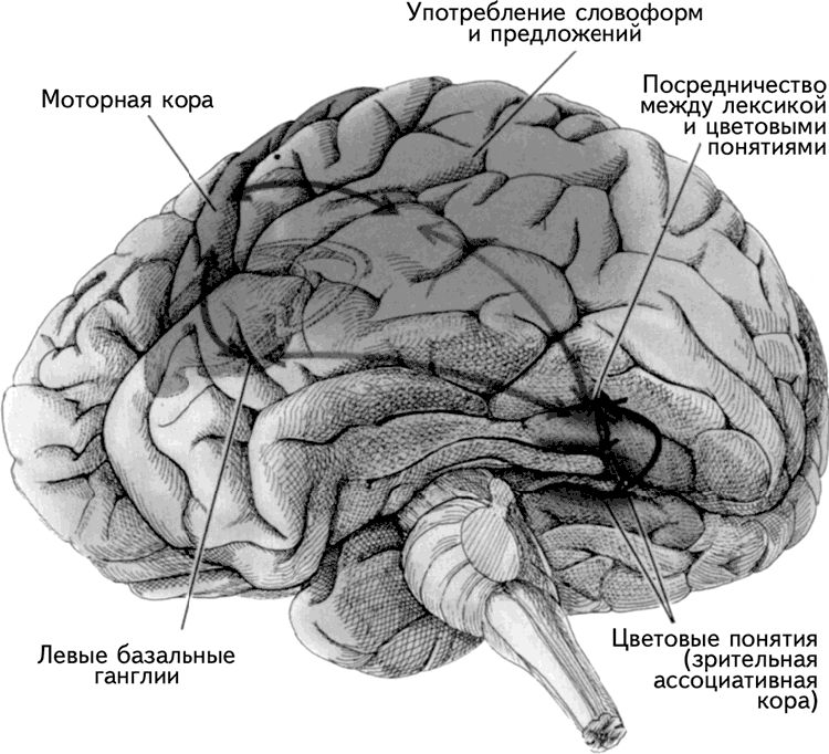 Двигательная зона коры мозга. Моторная зона коры головного мозга. Сенсомоторная область коры головного мозга. Двигательные области коры.