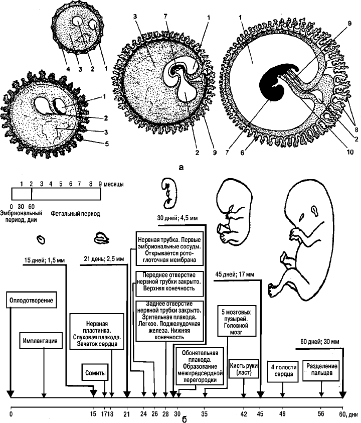 Схема оплодотворения