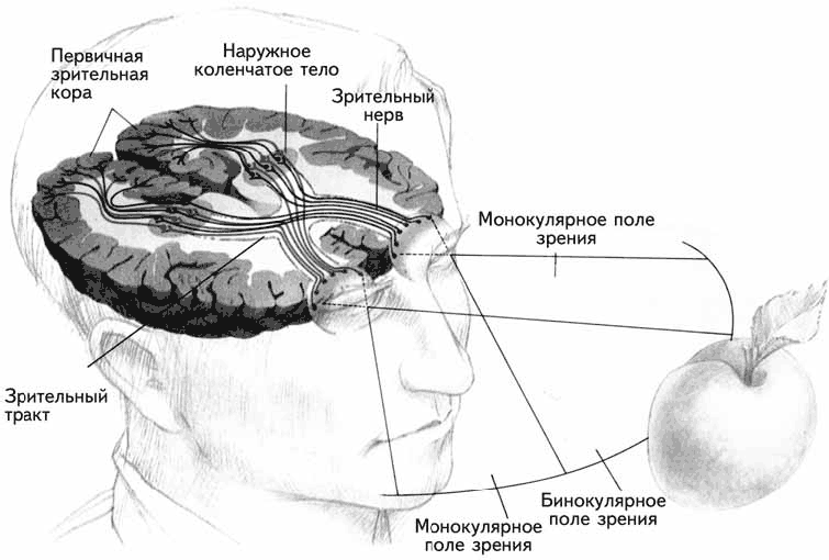 Зрительный мозг. Латеральные коленчатые тела зрительного анализатора. Наружное коленчатое тело. Наружное коленчатое тело зрительного бугра. Латеральный наружные коленчатые тела.