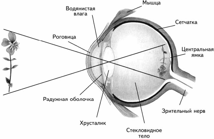 Слепое и желтое пятно сетчатки. Анатомия глаза анатомия глаза ямки. Строение глаза Центральная ямка. Строение глаза без подписей. Схема строения глаза.