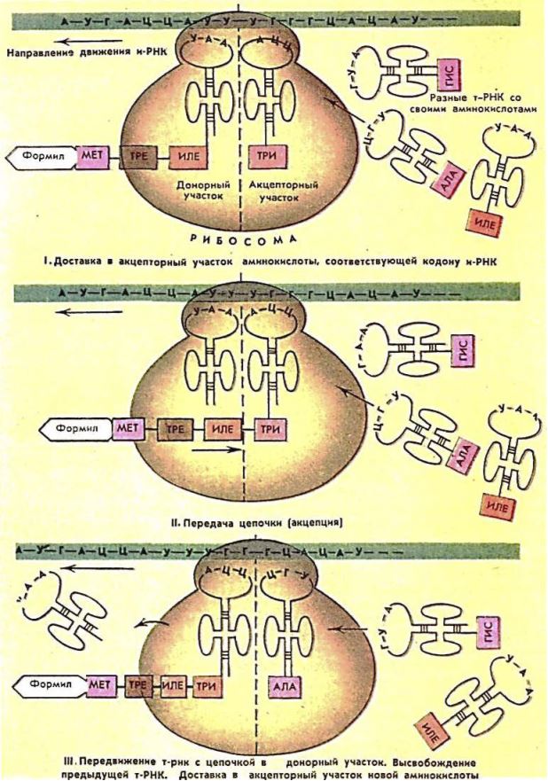 Рибосома по ирнк движется в направлении