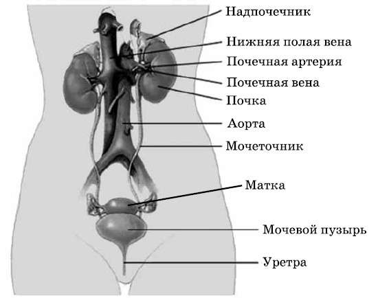 Мочеиспускательная система схема