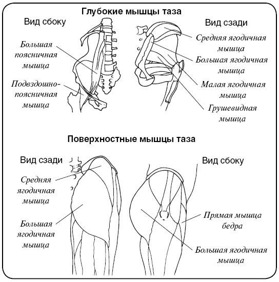 Мышцы т. Мышцы тазового пояса таблица анатомия. Наружные мышцы таза анатомия таблица. Мышцы таза анатомия функции. Схема мышцы тазового пояса.