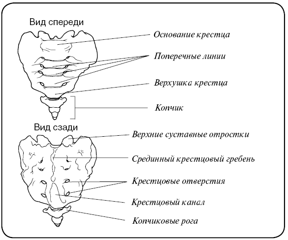 Латеральный гребень. Строение крестцового отдела. Копчик строение анатомия. Крестец позвонок строение. Строение крестца и копчика.