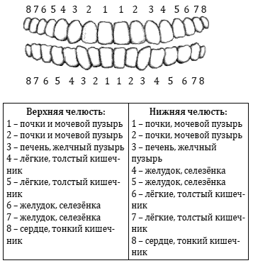 Болят зубы с правой стороны. Взаимосвязь зубов и органов. Какой зуб за какой орган. Связь зубов и внутренних органов схема.
