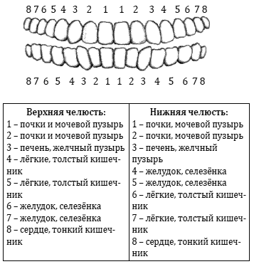 Какой зуб за какой орган.