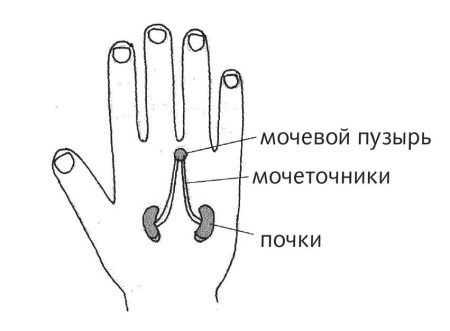 Точка доктор желчь на ладони рисунок