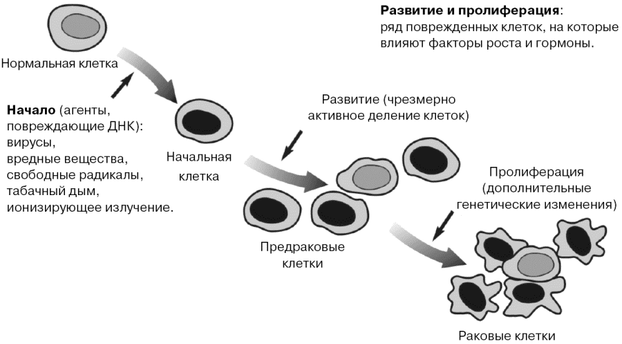 Проблемы клеточной пролиферации в медицине. Пролиферация раковых клеток. Клеточная пролифераци. Проблемы клеточной пролиферации. Пролиферация стволовых клеток.