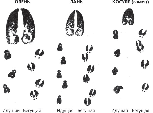 Следы кабана картинки