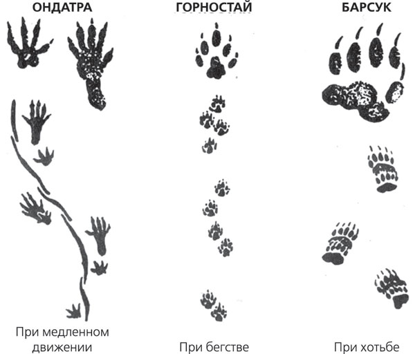 Следы ежика картинки для детей распечатать