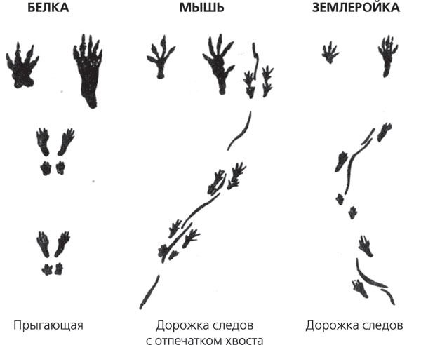 Как нарисовать след белки