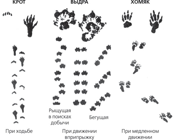 Следы ежика картинки для детей распечатать