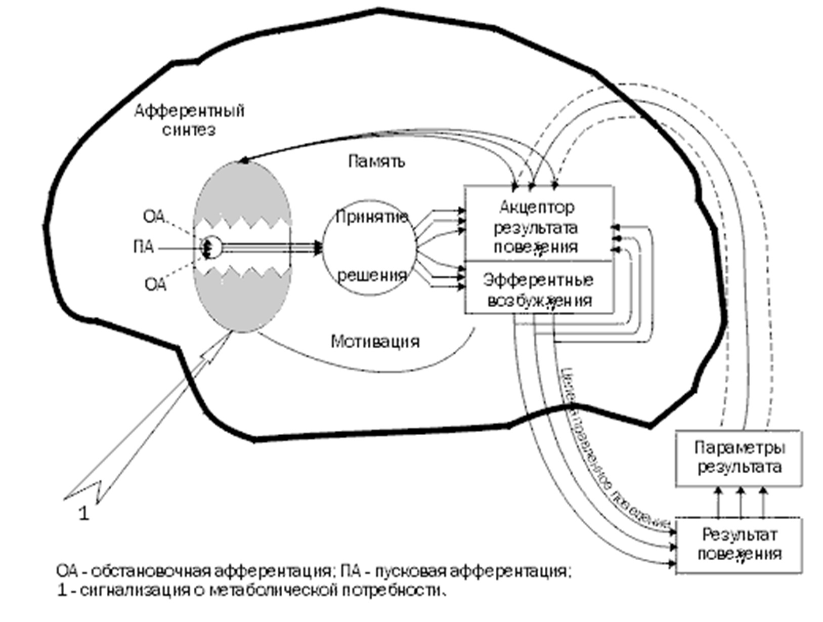 Общая схема функциональной системы регуляции физиологических констант организма по п к анохину