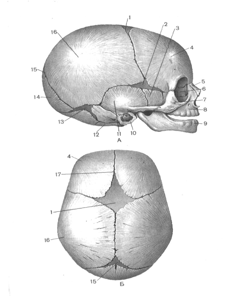 Типы родничков. Роднички новорожденного анатомия черепа. Швы и роднички черепа анатомия. Передний Родничок черепа новорожденного. Кости черепа новорожденного роднички.