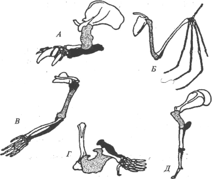 Скелет свободных конечностей млекопитающих. Скелет передней конечности крота. Скелет передней конечности рукокрылых. Филогенез скелета конечностей. Гомология скелета передней конечности человека.