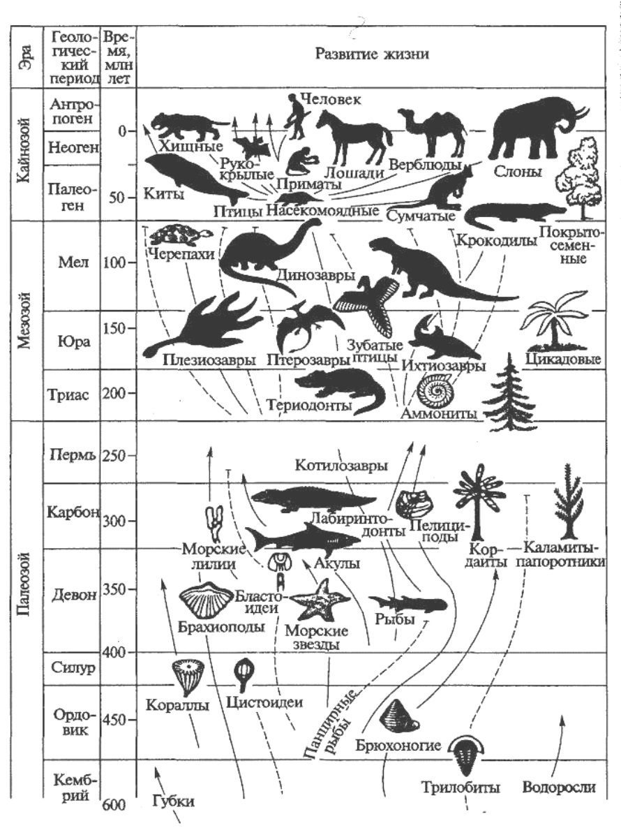 В какой последовательности появлялись животные. Схема этапов возникновения и развития жизни на земле. Схема развития человека по Эрам. Эволюция схема. Эволюция животных схема.