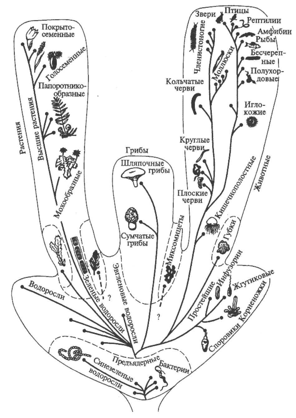 Схема эволюционного древа. Филогения живых организмов схема. Эволюционное Древо растений схема.