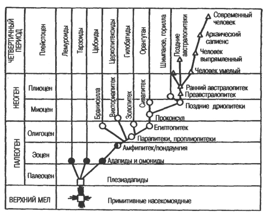 Эволюционное древо человека схема