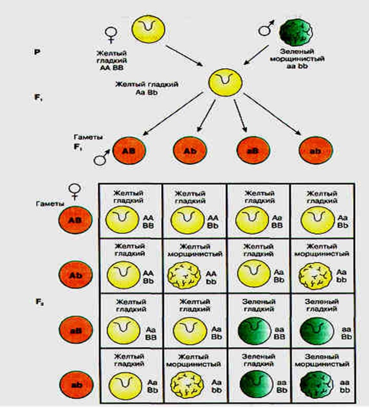 Дигетерозиготный горох с желтыми гладкими семенами. Схема дигибридного скрещивания гороха. Наследование признаков при дигибридном скрещивании. Схема дигибридного скрещивания. Законы Менделя схемы наследования признаков.