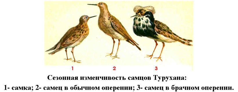 1 изменчивость. Сезонная изменчивость примеры. Изменчивость самцов. Сезонная изменчивость животных. Сезонная изменчивость растений.