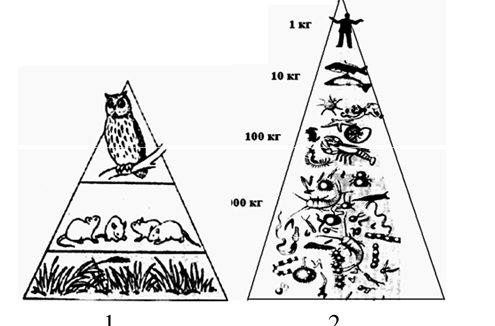 Постройте пирамиду чисел пищевой цепи