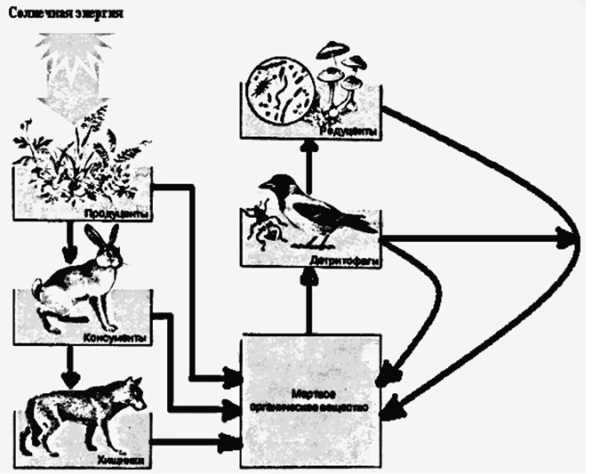 Схема круговорот веществ и потока энергии
