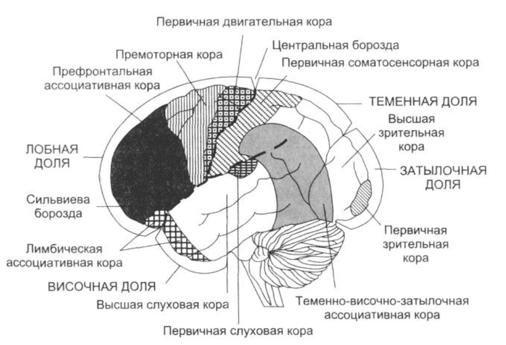 Зоны головного мозга рисунок с подписями