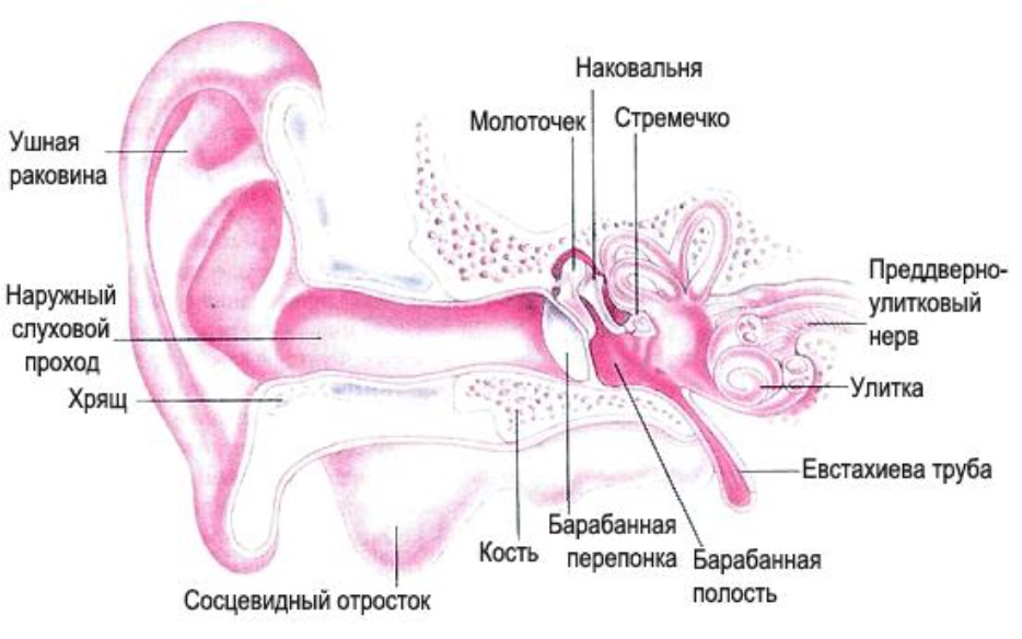 Что такое ушная раковина. Наружное ухо (ушная раковина, наружный слуховой проход) строение. Строение ушной раковины анатомия. Наружная ушная раковина анатомия. Внутреннее строение ушной раковины.