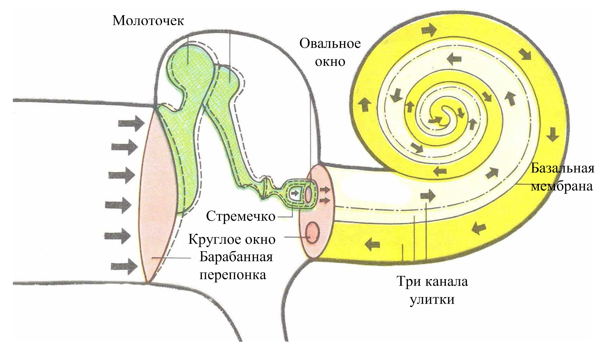 Колебания жидкости в улитке. Внутреннее ухо физиология. Физиология внутреннего уха. Внутреннее ухо представлено. Расположение слуховых и вестибулярных рецепторов во внутреннем ухе.