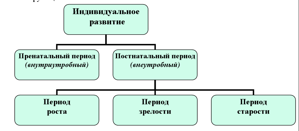 Индивидуальное развитие человека