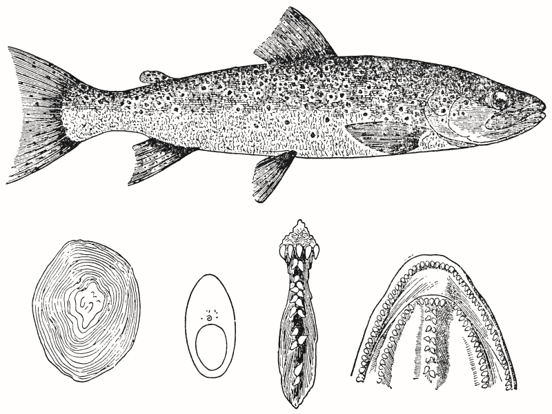 Рыба изображенная на рисунке. Анатомическое строение форели. Строение рыбы форель. Внутреннее строение форели. Таймень.
