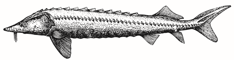 Осетр картинка черно белая