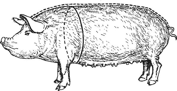 На рисунке изображены корова и свинья длина тела свиньи составляет