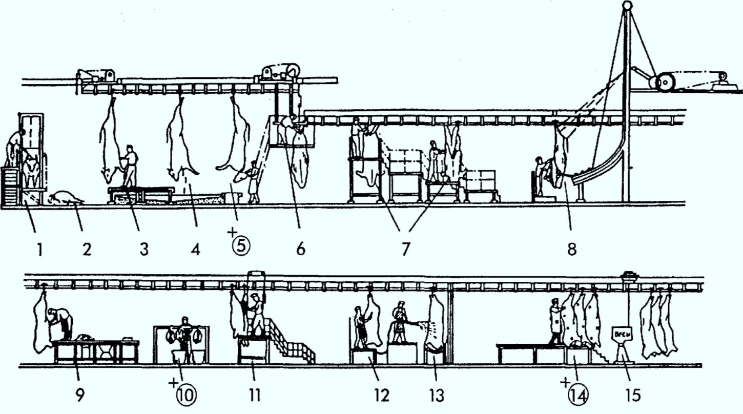 Технологическая схема первичной переработки крупного рогатого скота