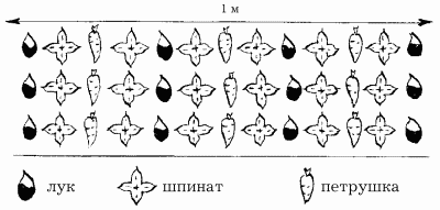 Шпинат схема посева