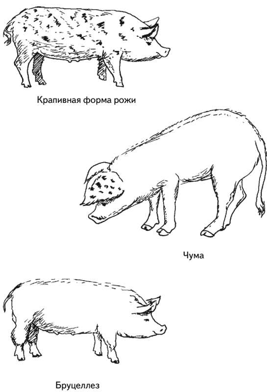 Схема лечения рожи свиней