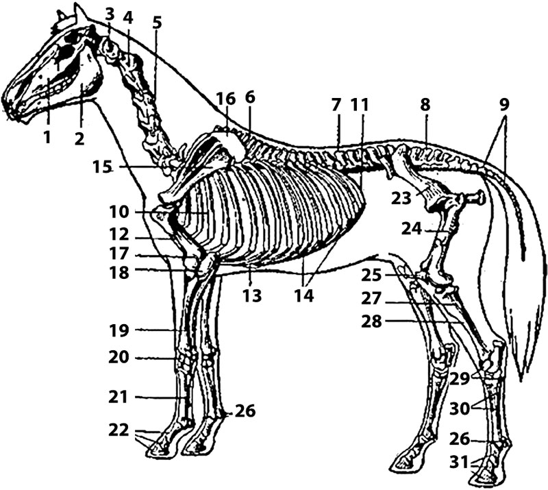 Деление скелета на отделы. Строение скелета животных. Скелет туловища животного. Строение конечности лошади скелет. Скелет животного анатомия деление на отделы.