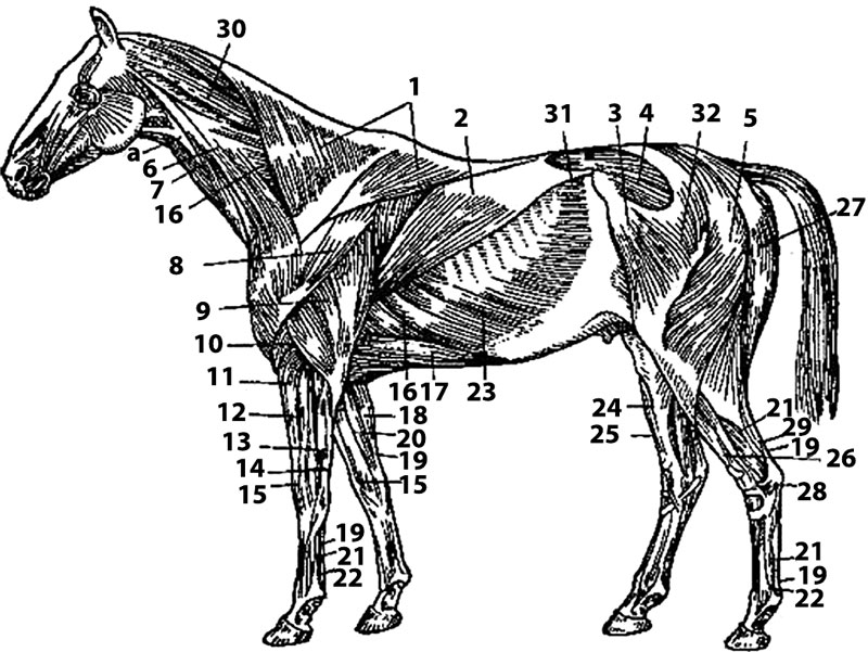 Колоть лошадей. Поверхностные мышцы лошади анатомия. Мышцы брюшной стенки лошади. Мышцы плечевого пояса лошади. Поверхностная мускулатура лошади.