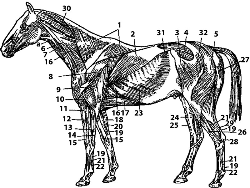 Схема расположения мышц головы шеи и туловища лошади