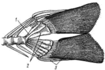 Хвостовой плавник у костных рыб. Типы хвостовых плавников у костных рыб. Скелет хвостового плавника костистой рыбы. Типы хвостового плавника у рыб. Осетрообразные хвостовой плавник.